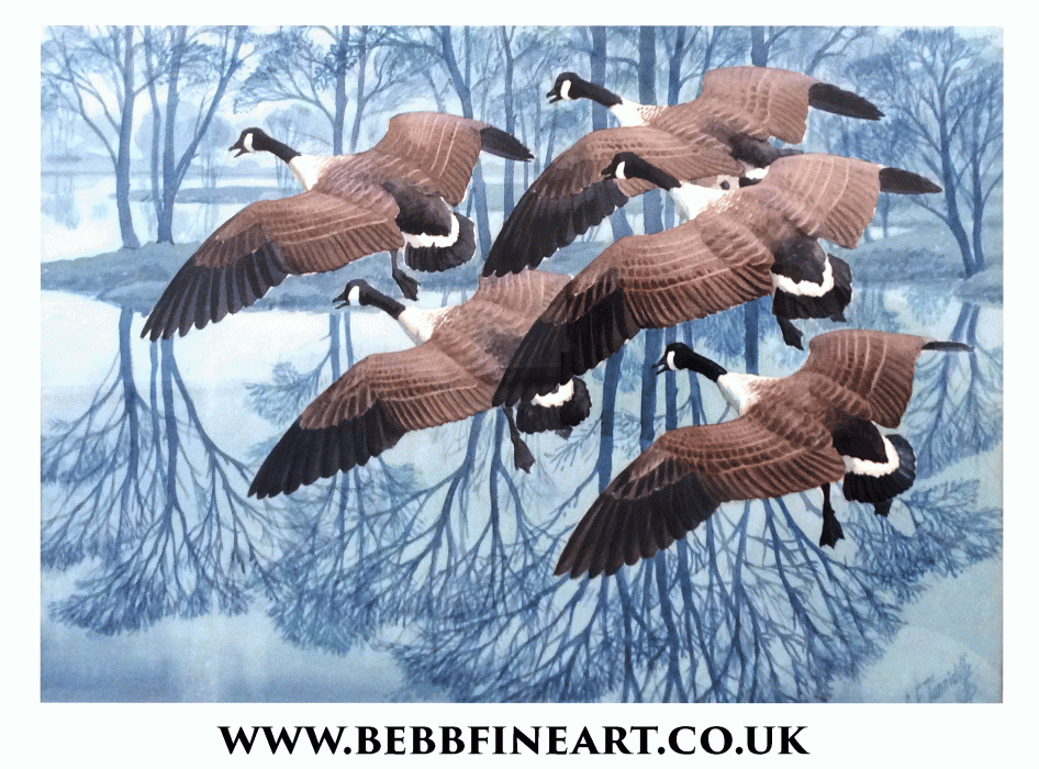 Canada Geese Alighting