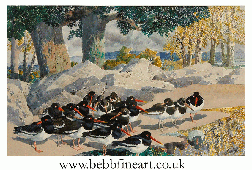 A study of Oyster-Catchers on 