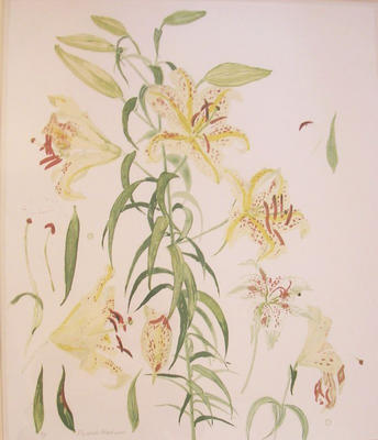 Study of Lilies