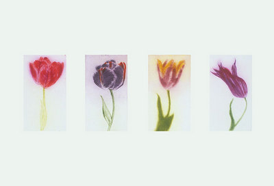 (x3)Tulips